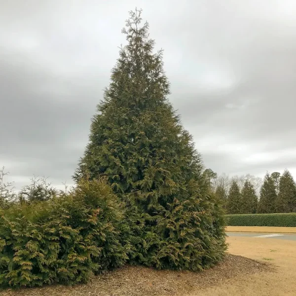 Green Giant Arborvitae Hedge | Zone 5-8 | 30 - 40 Feet | Full Sun