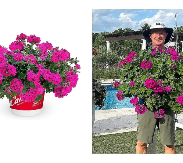 Roberta's 4-Piece Caliope Cascade Violet Geranium Plants
