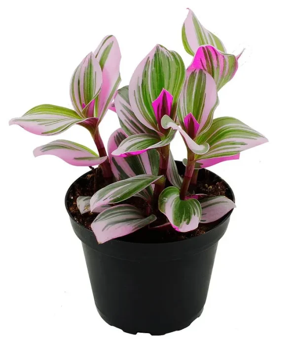 Rare Nanouk Pink Tradescantia - 4" Pot - Collector's Series
