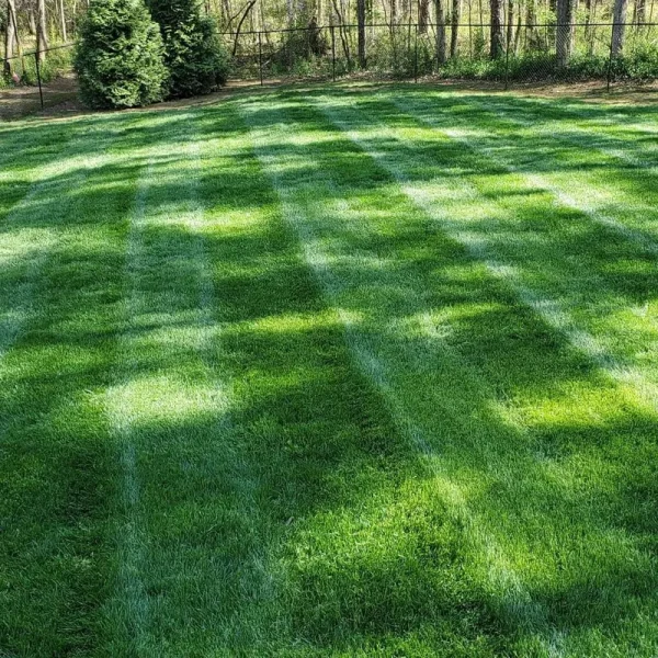 Outsidepride Kentucky Bluegrass - Midnight - 25 lbs