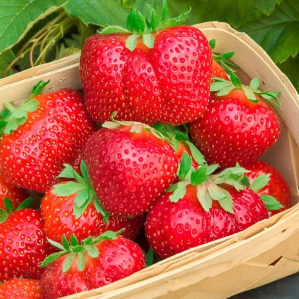 Gurney's Whopper Strawberry Plant - 10
