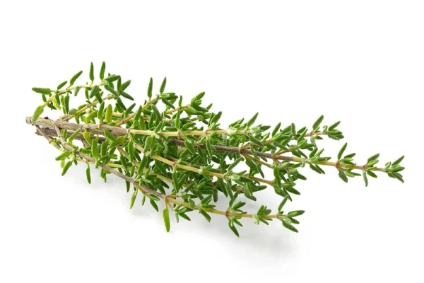 Thyme Seeds, 250+ German Winter, Heirloom, Non-GMO, Thymus Vulgaris