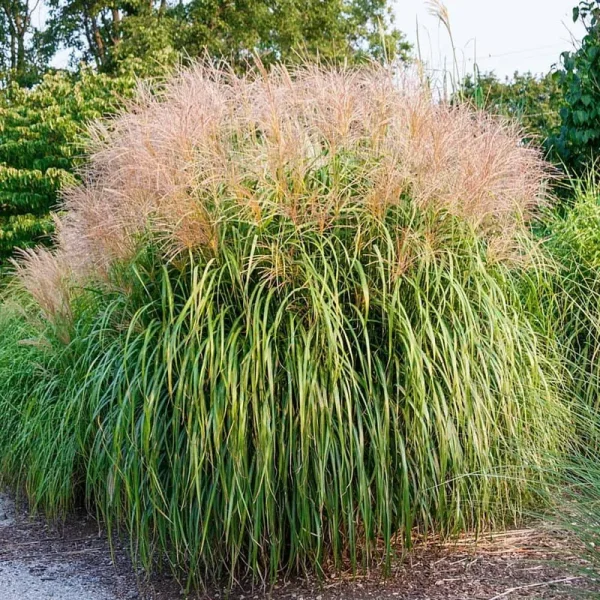 Gardens Alive! Maiden Grass in Bareroot (Bareroot) 09061