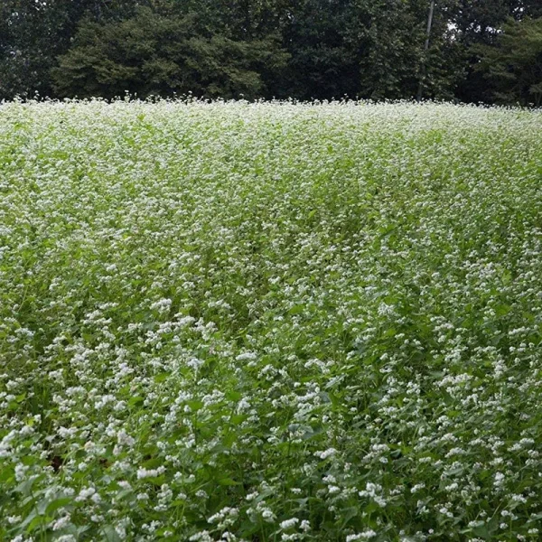 Outsidepride Buckwheat Cover Crop Seed - 10 lbs