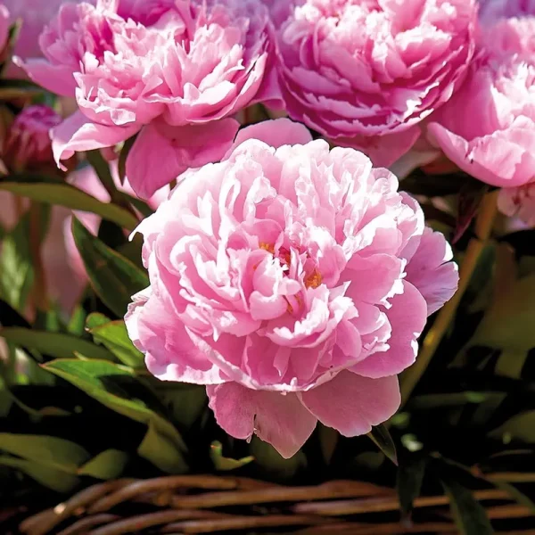 Van Zyverden Peonies - Sarah Bernhardt- Set of 3 Roots, Pink