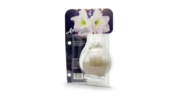 Degroot Waxed Amaryllis Gold with Snow