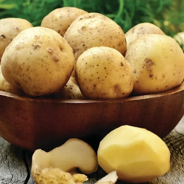 Van Zyverden Seed Potato Yukon Gold Dormant Tuber GMO Free Full Sun; 6+ Hrs, Yellow