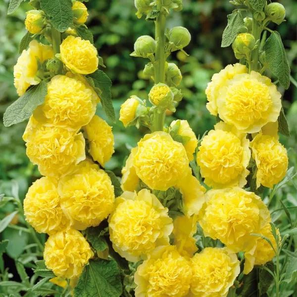 Van Zyverden Dormant Bare Plant Root Full Sun Hollyhocks - Yellow - 2 ct