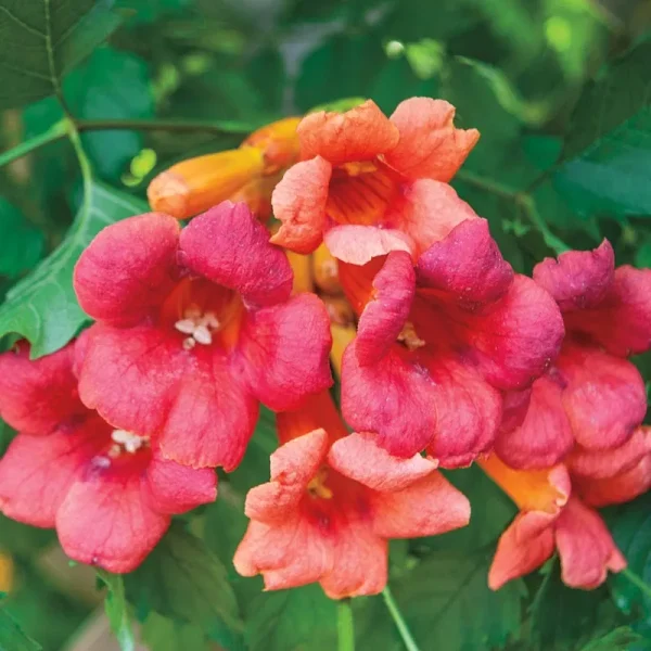 Flamenco Trumpet Vine - Dormant 4" Pot | Zone 4-10
