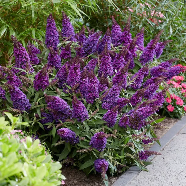 Lil' Grape Butterfly Bush 2.5 Quart