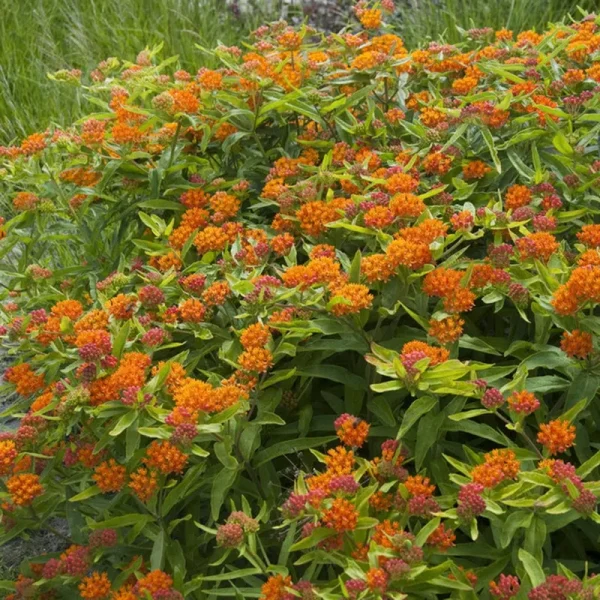 Van Zyverden Asclepias Tuberosa Support The Monarchs Set of 5 Roots