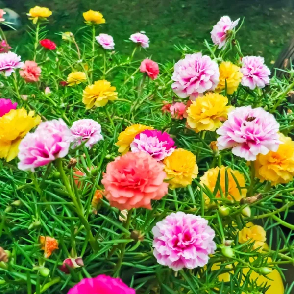 Portulaca Flower Seeds - Double Mix - .25 oz Seed - Color Mix - Annual Flower Gardening - P. Grandiflora