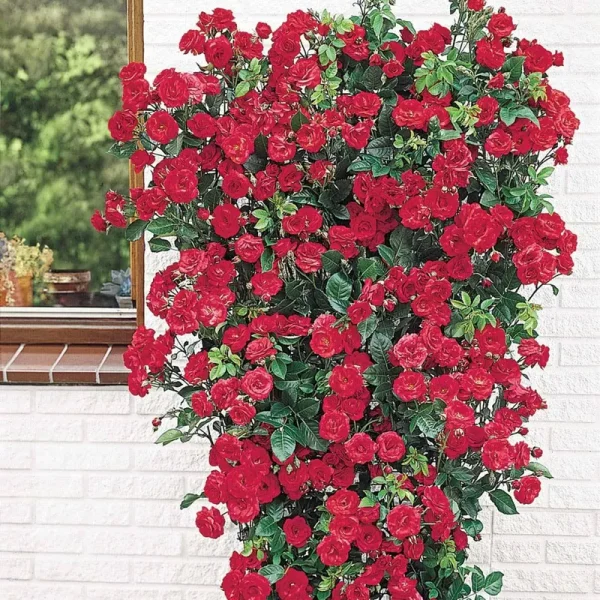 Blaze Climbing Rose
