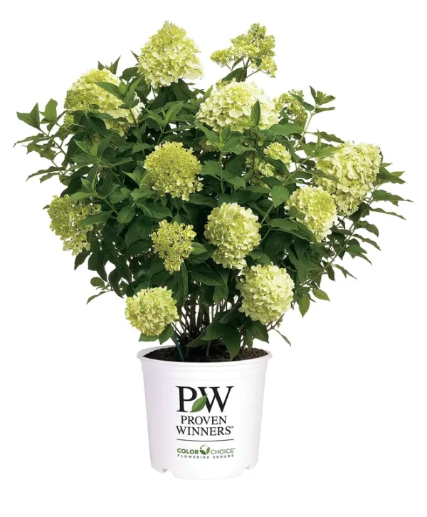 2 gal. Limelight Hydrangea Shrub with Green to Pink Flowers
