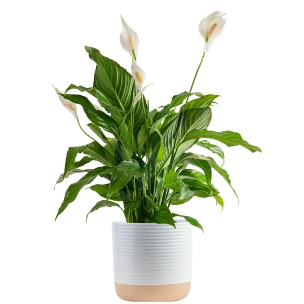 Costa Farms Peace Lily, Spathiphyllum Live Indoor Plant, 3-Foot