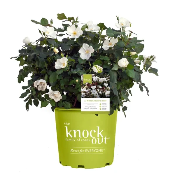 Knock Out 2 gal. The White Rose Bush with White Flowers