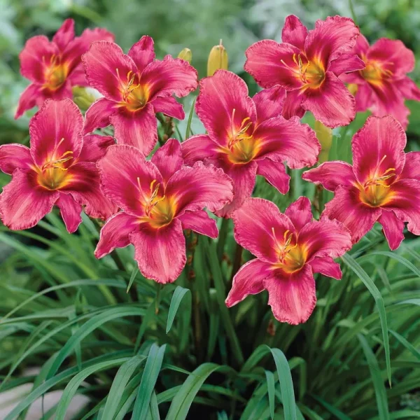 Van Zyverden, Inc. 3-6hrs Daylily Grape Magic Dormant Bare Plant Root Partial Sun - Purple - 1 Each