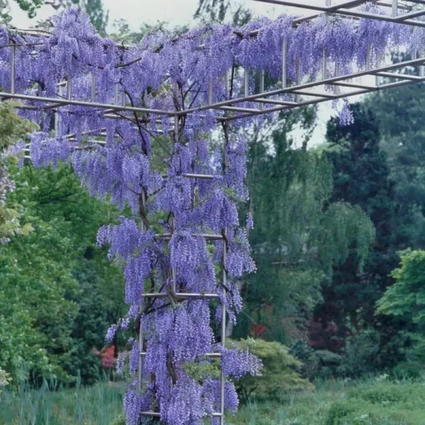 2.5 Qt. Wisteria Blue Flowering Shrub with Blue Flowers