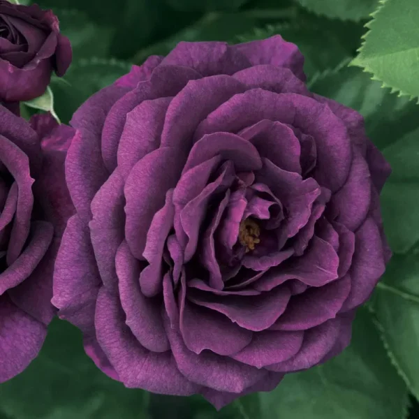 Ebb Tide Floribunda Rose