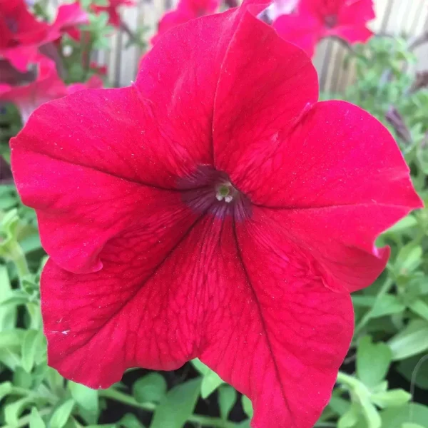 Petunia - Supercascade Series Flower Garden Seed - 1000 Pelleted Seeds - Rose Color Blooms - Annual Flowers - Single Grandiflora Petunias