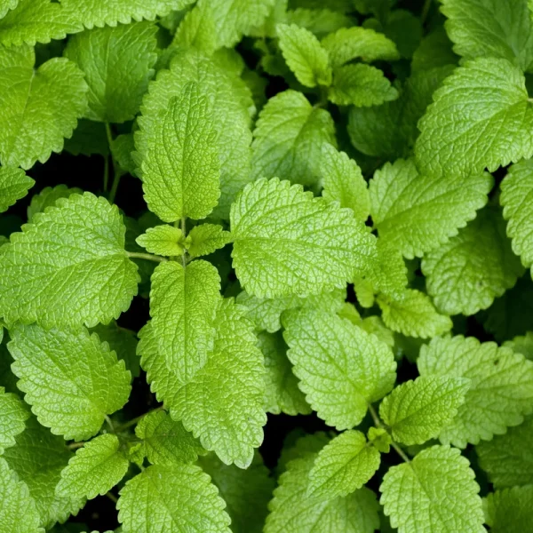 Outsidepride Lemon Balm - 5000 Seeds