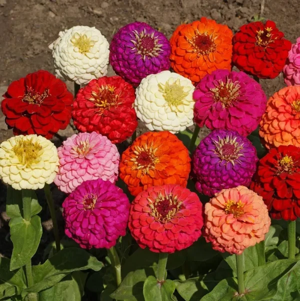Outsidepride Zinnia Seeds - Mix - 1 lb
