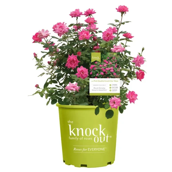 Knockout Double Pink Rose, 1 Gal