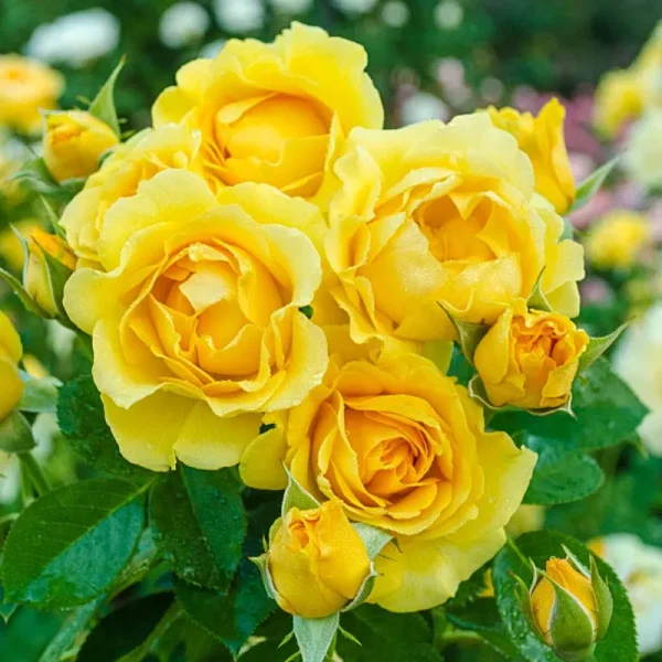 Breck's - Julia Child Dormant Bare Root Floribunda Rose, Includes One Plant per Order