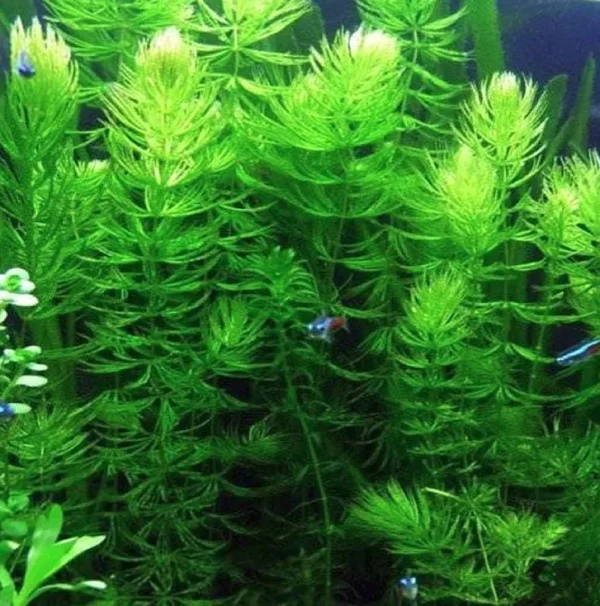 TruBlu Supply Hornwort Ceratophyllum Live Aquarium Plant Planted Tank Beginner - Buy 2 Get 1