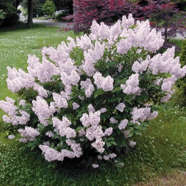 Miss Kim Lilac Dormant Bare Root Flowering Starter Shrub (1-Pack)