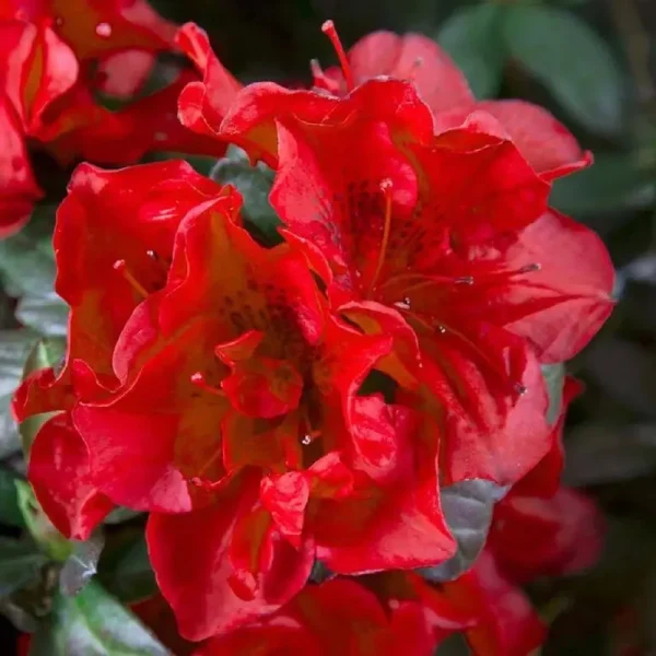 1 gal. Autumn Fire Shrub with True Red Reblooming Flowers