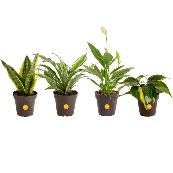 Costa Farms Clean Air-O2 for You Live House Plant Collection 4-Pack, Assorted Foliage, 4-Inch, Green