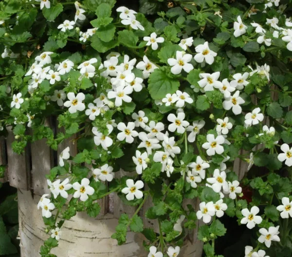 Outsidepride Bacopa Seeds - Snowtopia - 20 Seeds