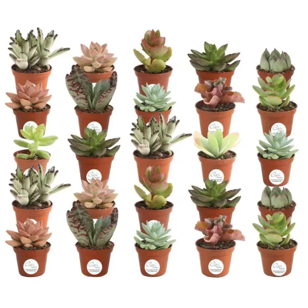 Costa Farms 2 in. Mini Unique Succulents in Round Grower Pot (25-Pack)