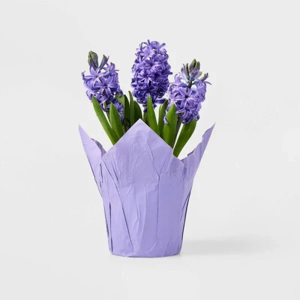 Live 6" Purple Potted Hyacinth Plant - Spritz