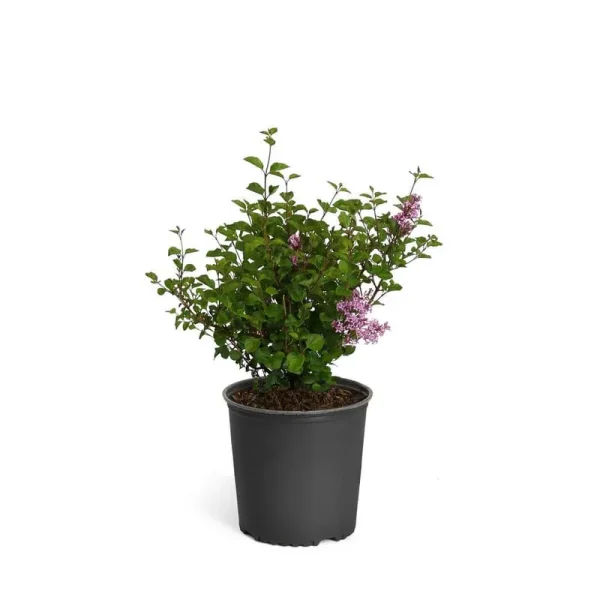Miss Kim Lilac Shrub - Cannot Ship to AZ , 3 Gal