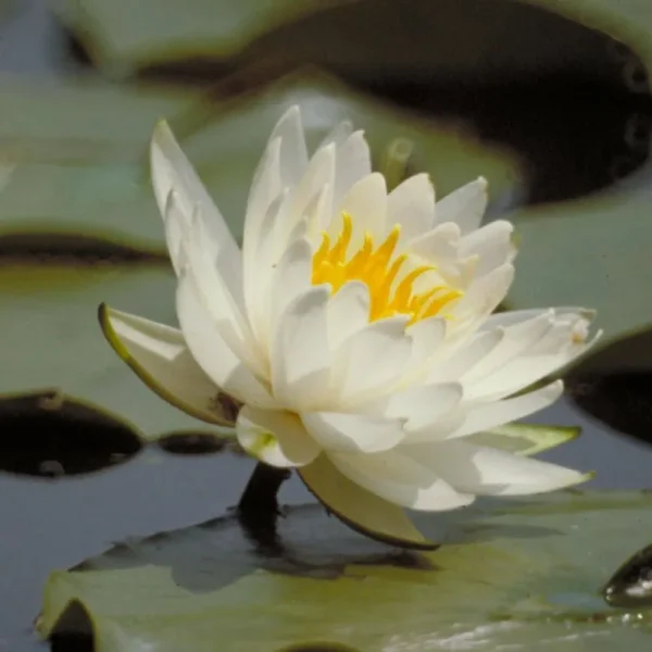 Carolina Biological Supply Company Water Lily, Living