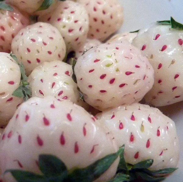 Hirt's Gardens White Carolina Pineberry Plants - 50 Roots -Bareroot-Pineapple/Strawberry Flavor