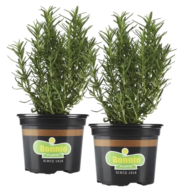 Bonnie Plants 25 oz. Rosemary Plants, 2-Pack