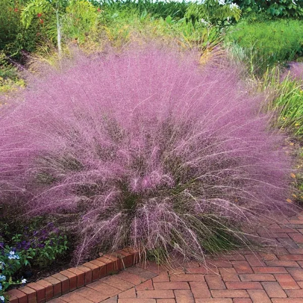 Pink Muhly Grass - Dormant 3" Pot