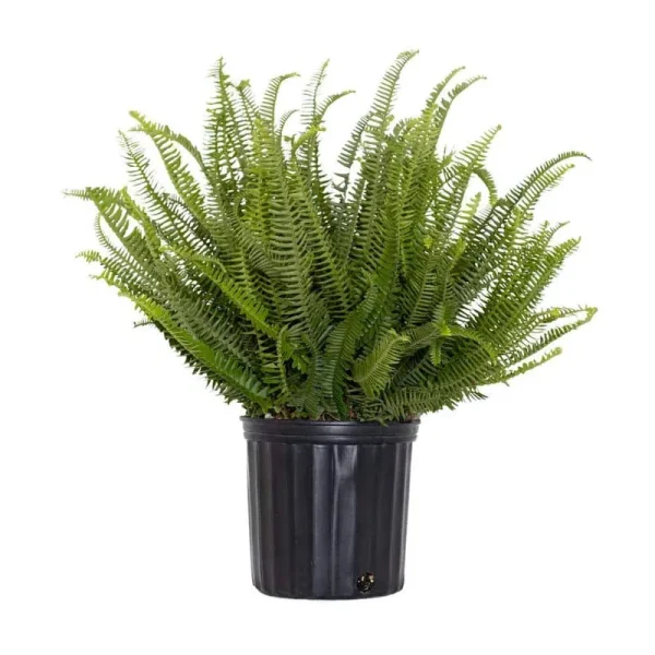 10-Inch Kimberly Queen Fern