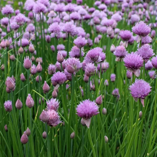 Outsidepride Chives Seeds - 1 oz