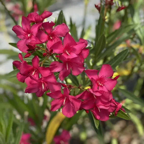 1 gal. Austin Pretty Limits Oleander (Nerium) Live Plant, Shrub, Pink