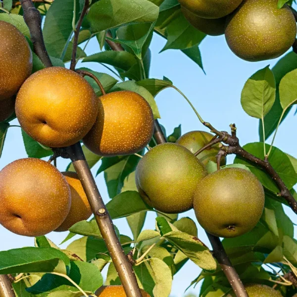 Fruit Tree 2 in 1 Asian Standard Pear Dormant Starter Bareroot