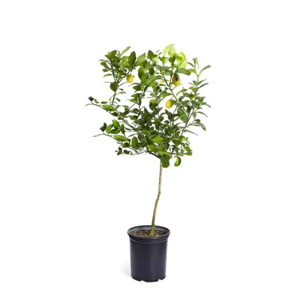 Brighter Blooms - Meyer Lemon Tree, 3-4 ft. - No Shipping to AL, Az, Ca, FL, Ga, La, or, and TX