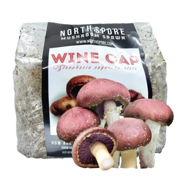 Organic Wine Cap Sawdust Spawn, 5.5 lbs. | North Spore