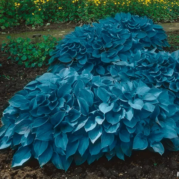 Garden State Bulb Hosta Blue Mix, Bare Root Tubers (Bag of 3)