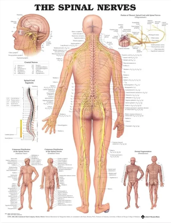 The Spinal Nerves
