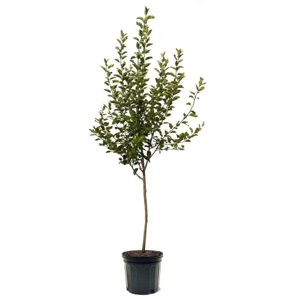 Expert Gardener 3 - 4 Ft. Tall Melrosé Apple Live Tree in 7 - Gallon Grower Pot