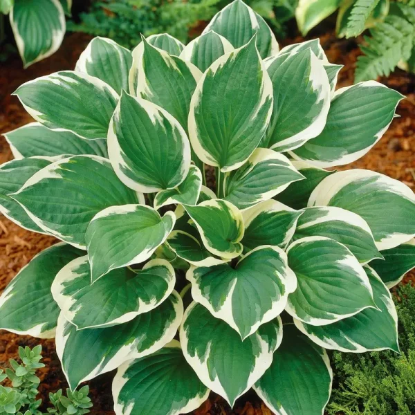 Van Zyverden Hosta Minuteman Dormant Plant Root Full Shade Multi-Color, 738170
